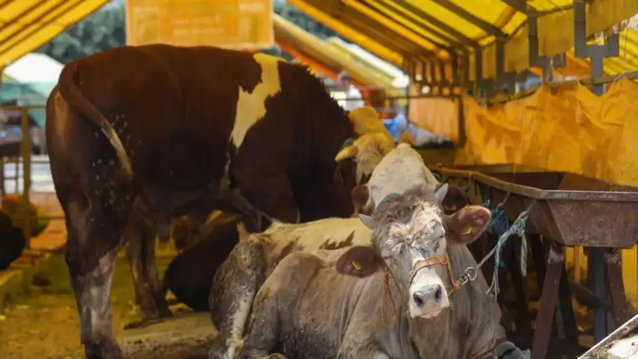 Kurbanlıklar görücüye çıktı! İşte kurbanlık fiyatları