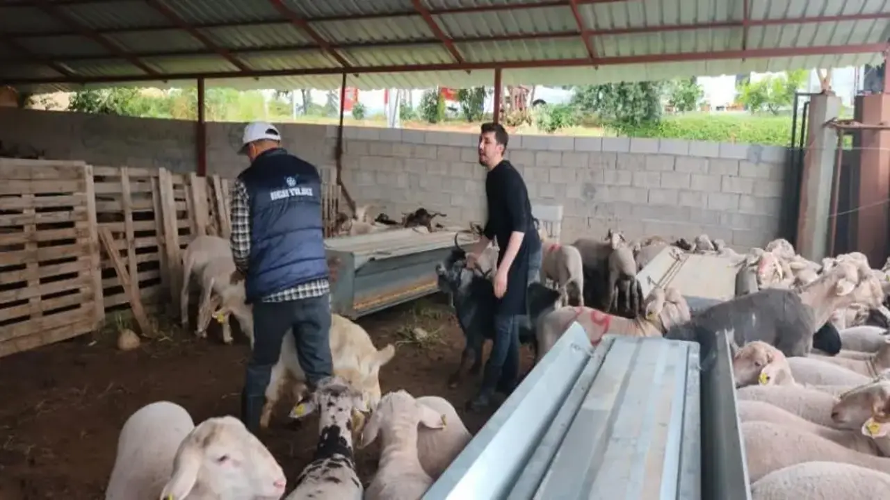 Kurbanlıklar satışa çıktı, pazarlıklar kızıştı