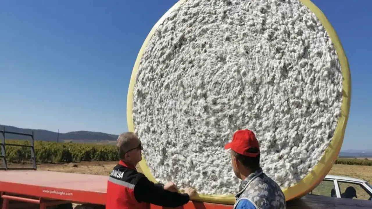 Manisa'da pamuk üreticisinin hasat heyecanı başladı! Tarlalarda yoğun mesai