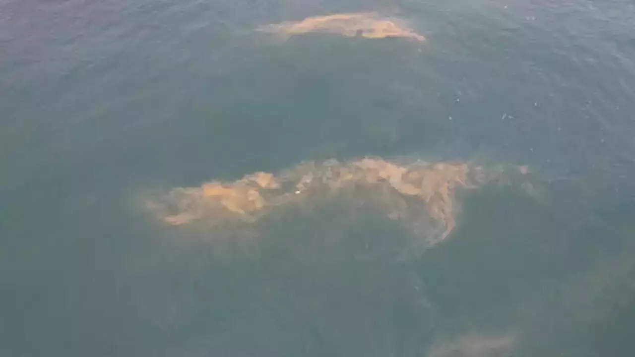 Marmara Denizi'nin Avcılar kıyılarında tedirgin eden görüntü!