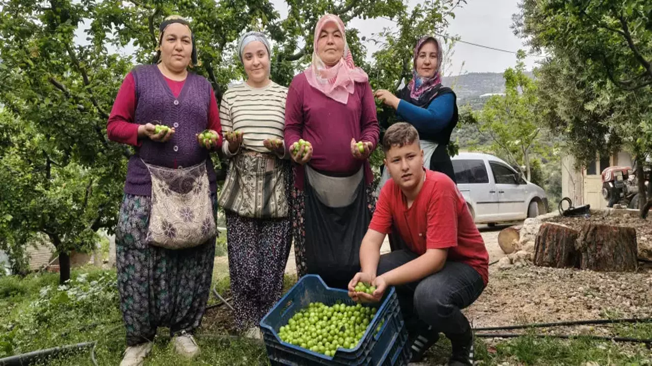 Mersin'de hasat başladı: 10 bin liradan 200 liraya kadar geriledi