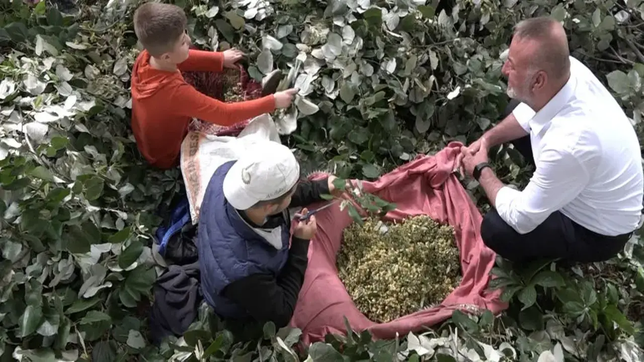 Metrelerce yüksekte ölümüne hasat! Görenlerin yüreği ağzına geliyor! Kilogramı 3 bin lira
