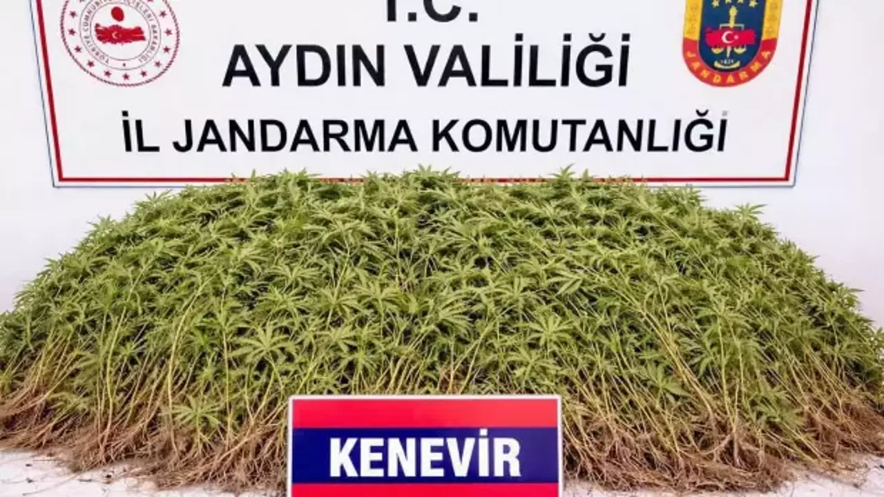 Nazilli’de zeytin bahçesine uyuşturucu baskını: 208 kök kenevir ele geçirildi!