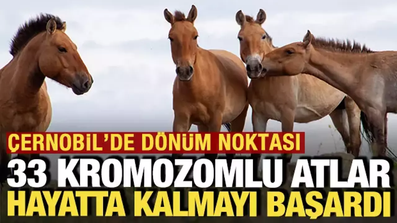 Nükleer facianın yaşandığı Çernobil'e getirilen 33 kromozomlu atlar hayatta kaldı