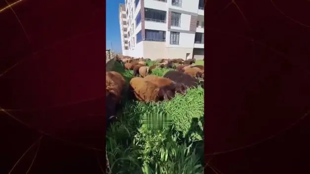 Ot biçmeye koyunlu çözüm: Tırpan bekleniyordu koyun sürüsü geldi!