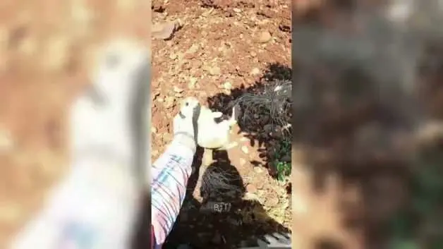 Ot sandı, yavru tavşan çıktı! Çiftçinin konuşması sosyal medyayı salladı