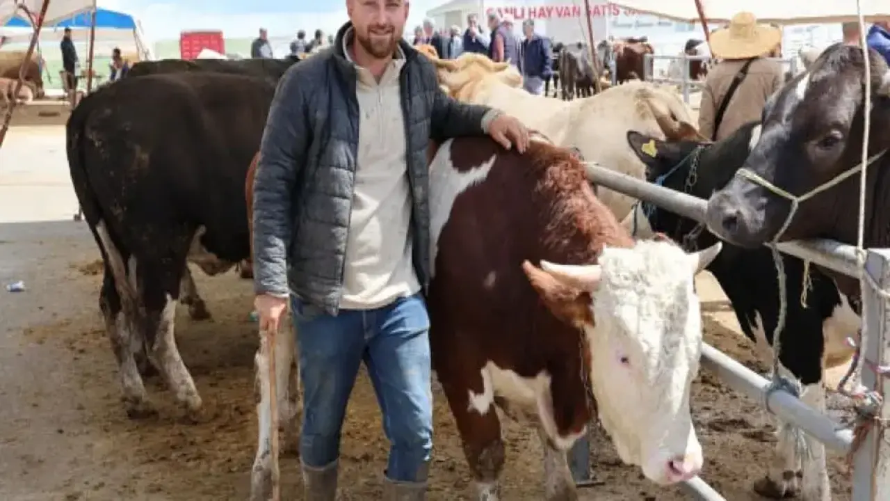 Otomobil fiyatına inek! 830 kiloluk hayvan alıcısını buldu