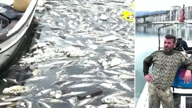 Palamut bolluğu çileye dönüştü, liman balık çöplüğüne döndü