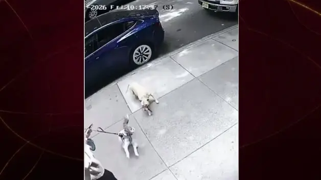 Park halindeki araçtan atlayan pitbull dehşet saçtı!