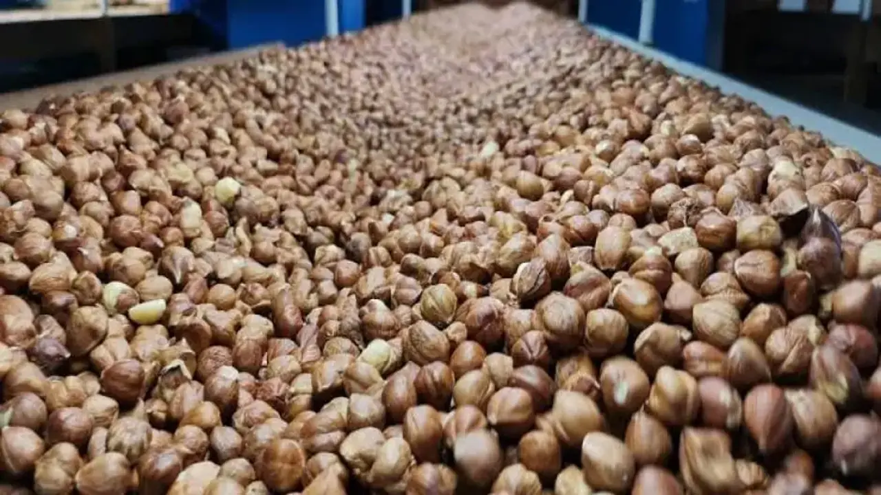 Rakamlar açıklandı: Fındık ihracatından 1,4 milyar dolarlık gelir!