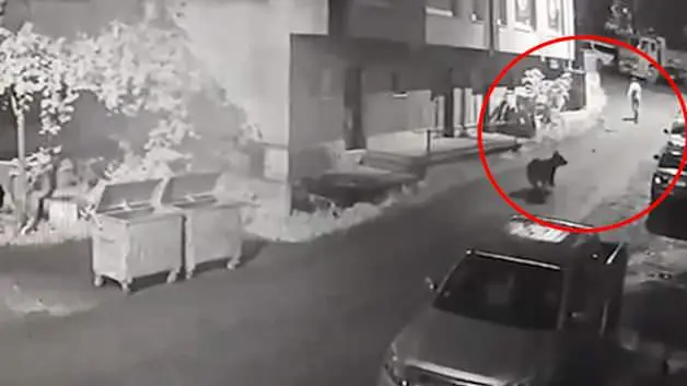Rize'de filmleri aratmayan kovalamaca: anne ayı vatandaşı böyle kovaladı
