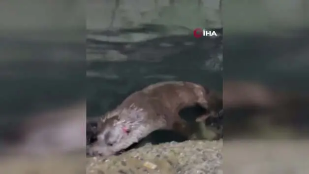 Rize'de kıyıya yanaşan su samuru balıkçı barınağını mesken tuttu