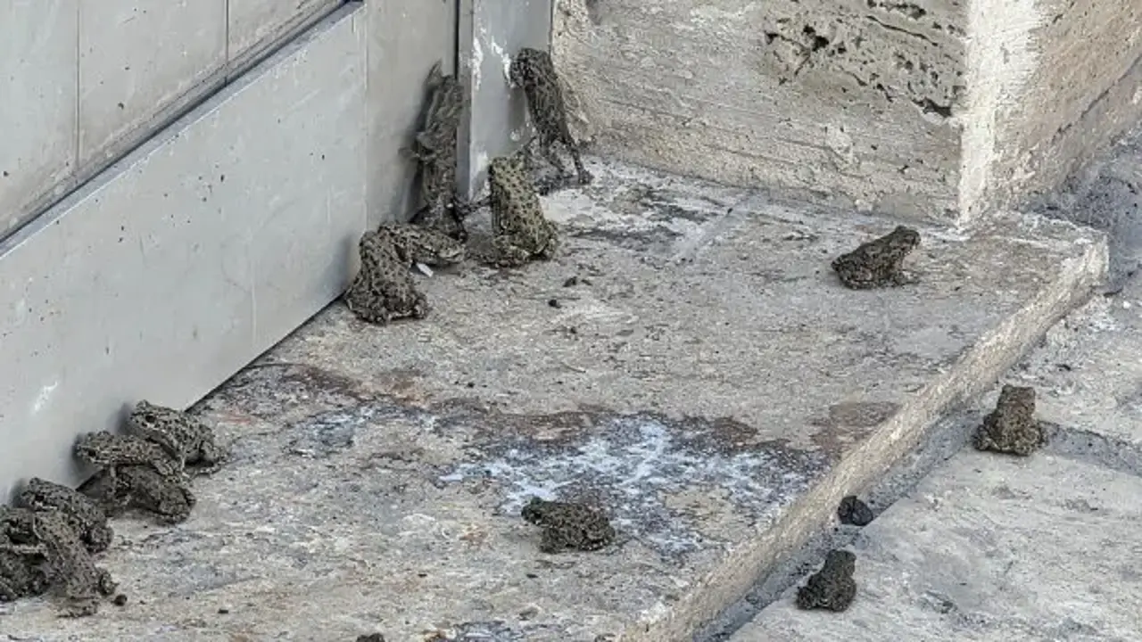 Sağanak sonrası ilçeyi kurbağa bastı
