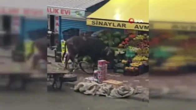 Sahibinin elinden kaçan manda Iğdır'ı karıştırdı!