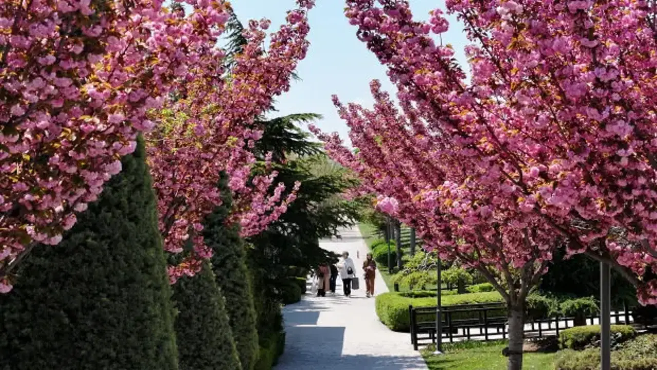 Sakuralar için Japonya’ya gitmenize gerek yok; Konya’da Sakura mevsimi başladı