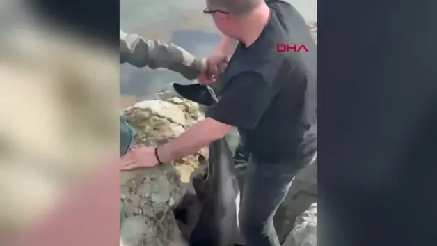 Samsun’da kayalıklara sıkışan yunusu polis kurtardı