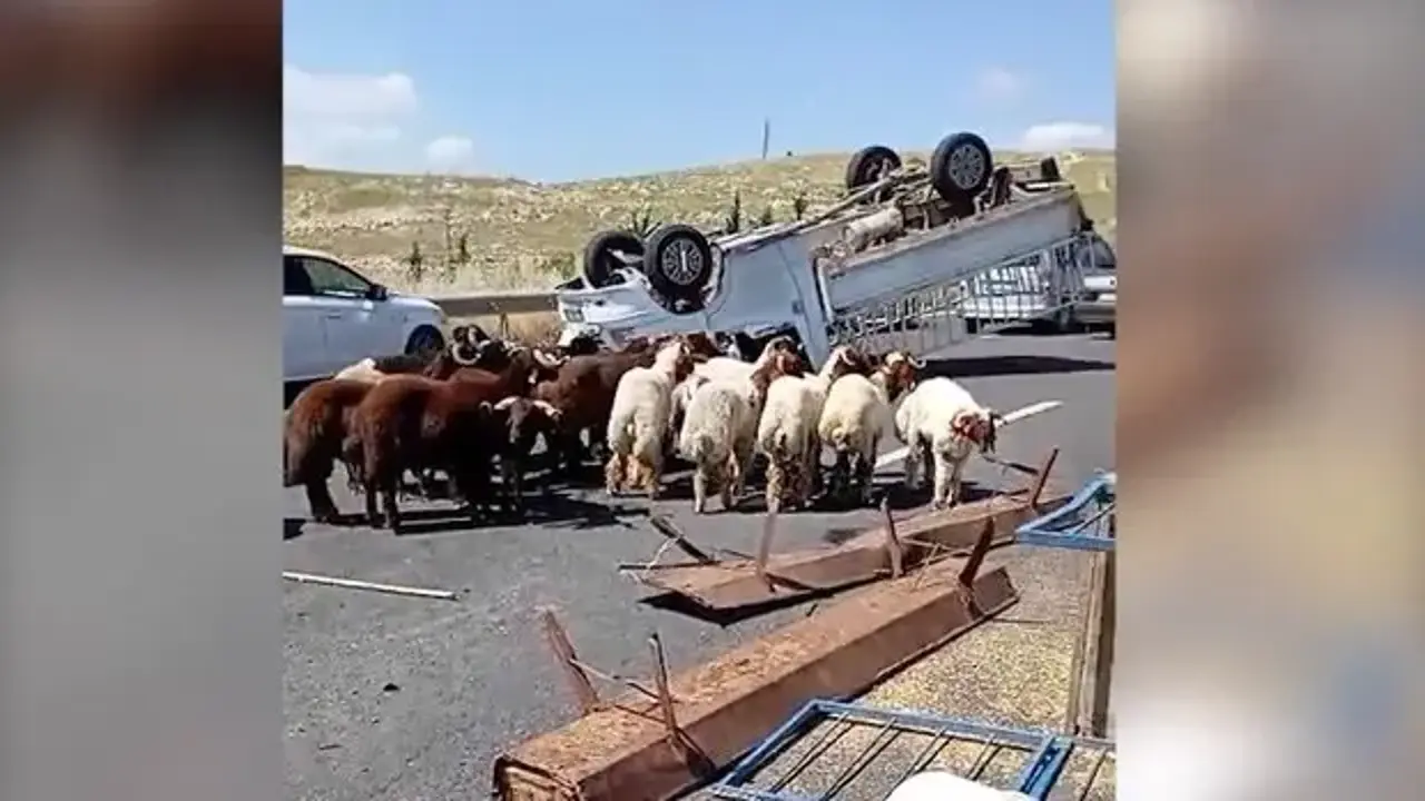 Şanlıurfa'da kurbanlık yüklü kamyonet devrildi: 1 ölü, 1 yaralı