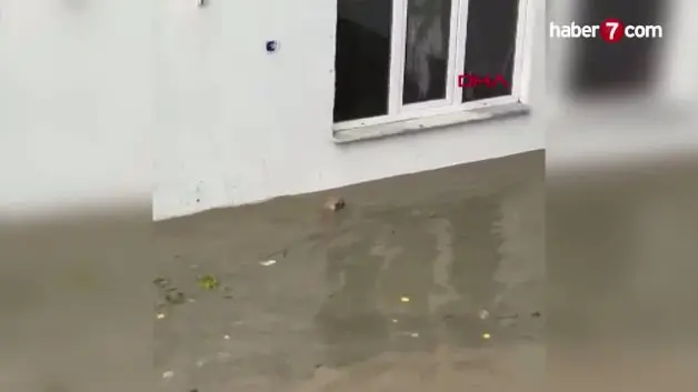 Selin ortasında kalan kediyi boğulmaktan kurtardı