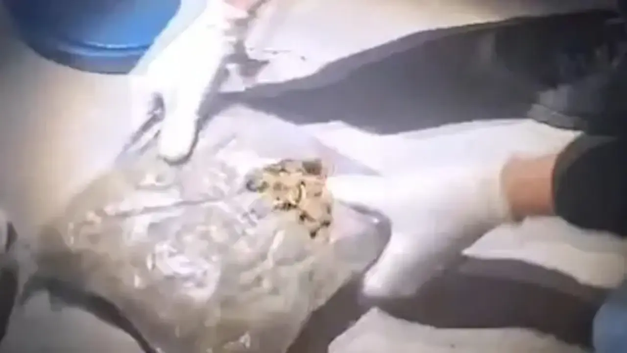 Siirt’te 5 kilo 700 gram skunk ele geçirildi; 6 gözaltı