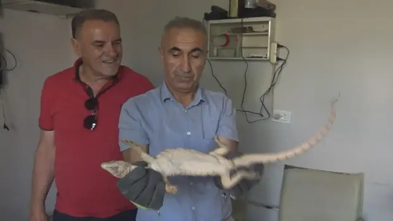 Şırnak’ta odunlukta bulunan çöl varanı, doğal yaşam alanına bırakıldı