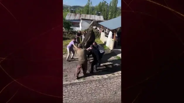 Sivas'ta kurbanlık tosun ortalığı birbirine kattı