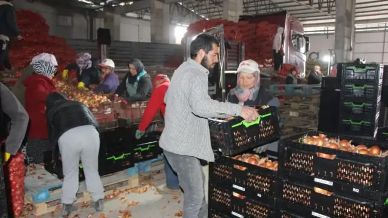 Soğan Amasya'dan Avrupa'ya gönderiliyor