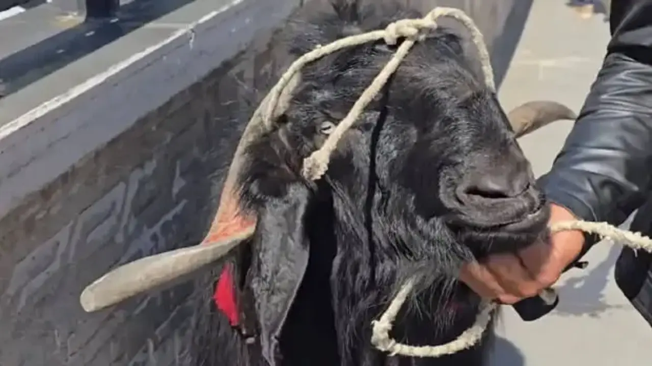 Tam tamına 70 kilo! Dev keçiye verilen rakam dudak uçuklattı