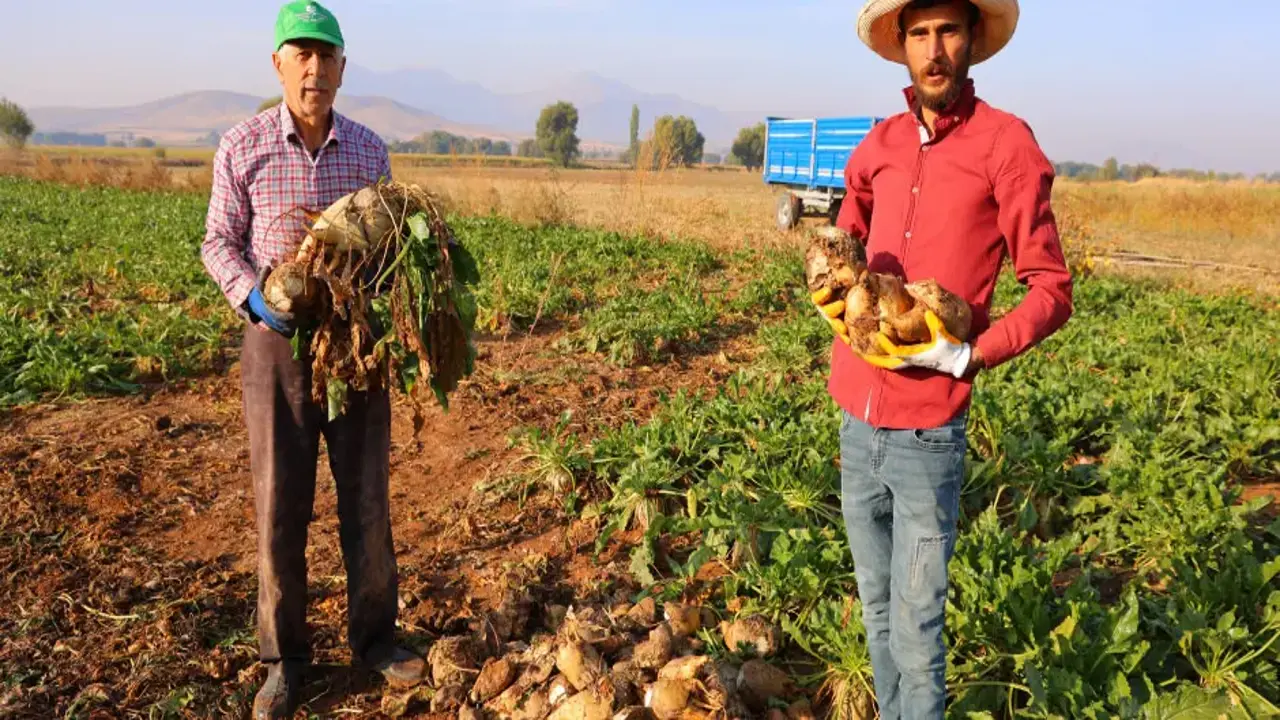 Tarlalarda tarihi rekor! Rekolte 500 bin ton: Gece gündüz çalışıyorlar