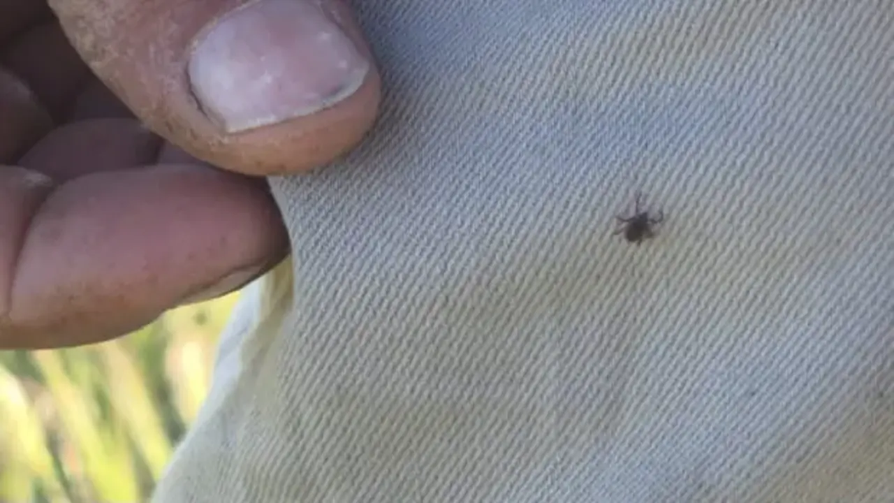 Tatilcilere kene uyarısı yaparken kendi üzerinde kene yakaladı