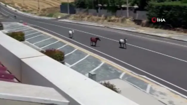 Tekirdağ'da başıboş atlar kazaya davetiye çıkardı
