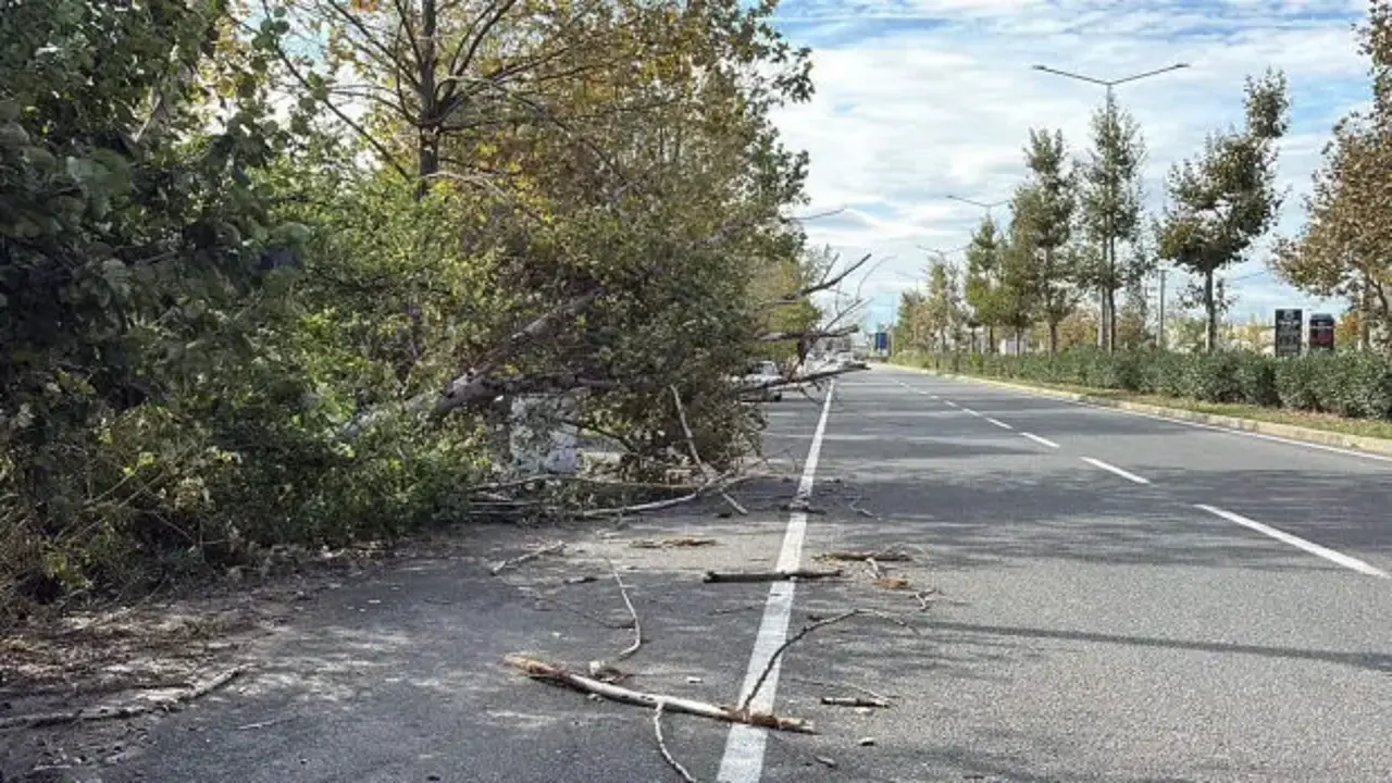 Tekirdağ'da fırtına! Ağaç ve telefon direği devrildi