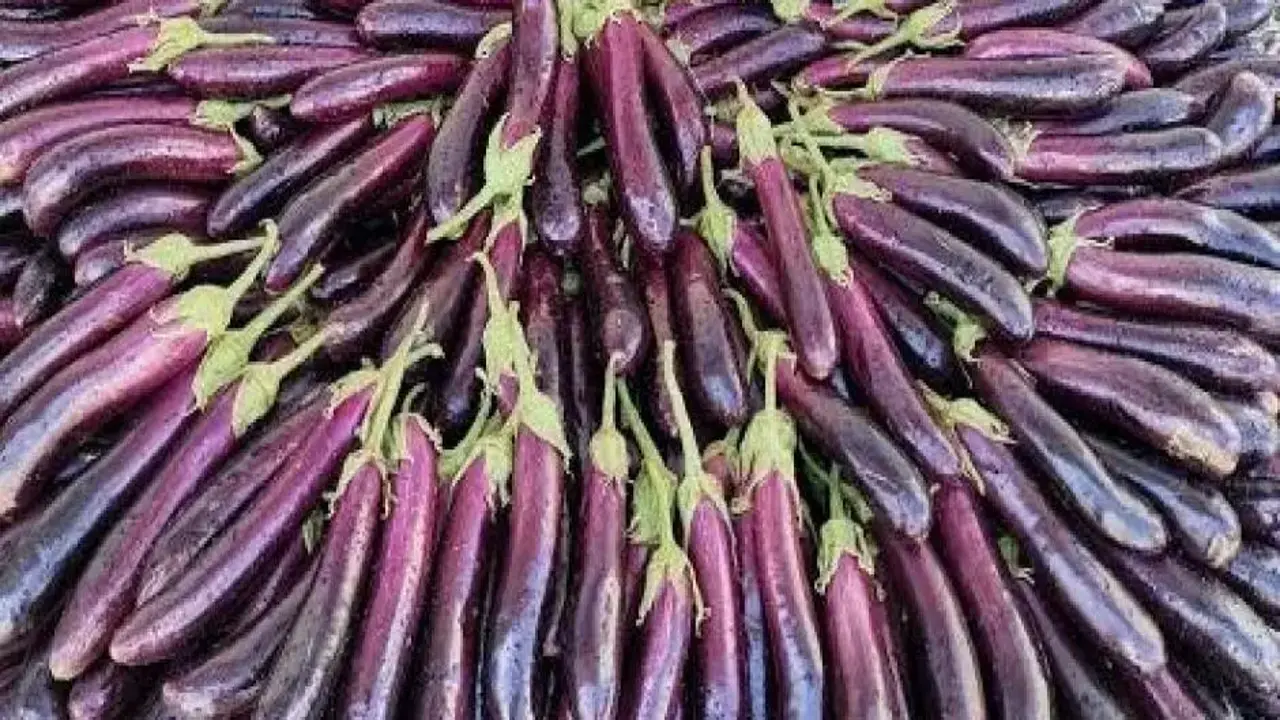 Tescilli Birecik Patlıcanı’nda hasat başladı!