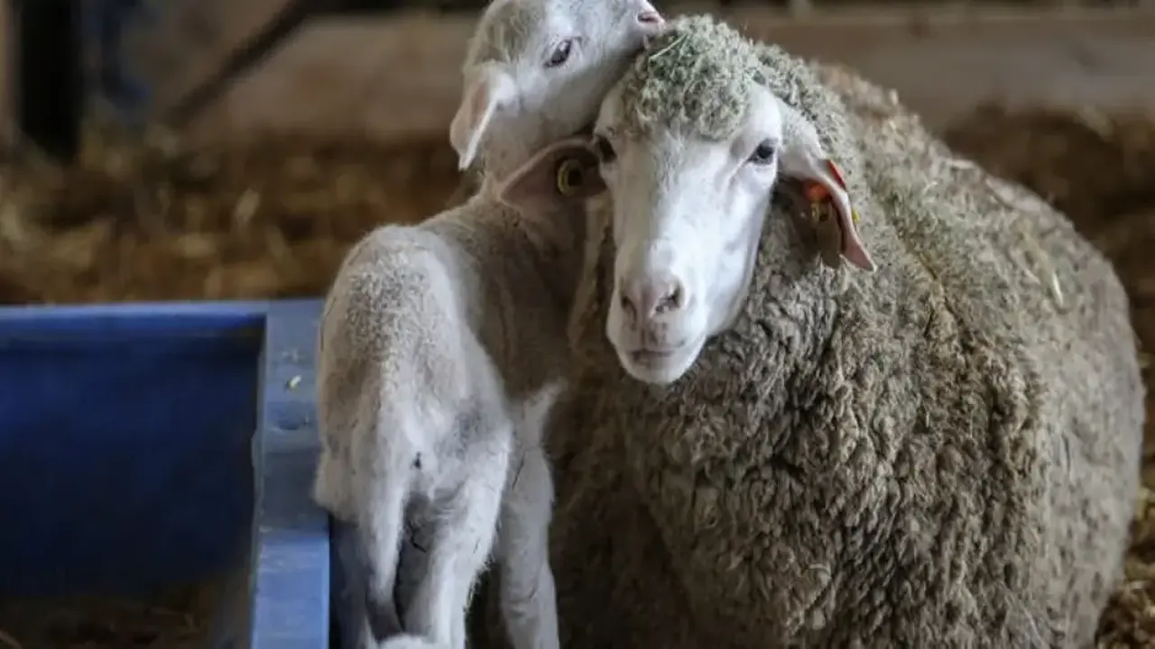 TİGEM açık artırmayla 60 bin kilogram merinos yapağı satacak! İhale tarihine dikkat