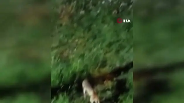 Tilki, kedi ve kirpi buluşması kamerada