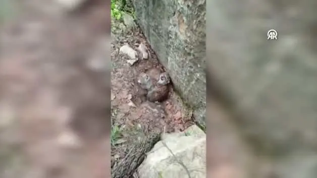 Tokat'ta nesli tehlike altındaki vaşak yavruları kameraya yansıdı