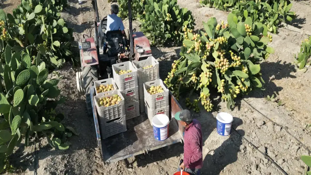 Toplaması çile, tadı doyumsuz! Kilosu 30 liradan satışa çıktı