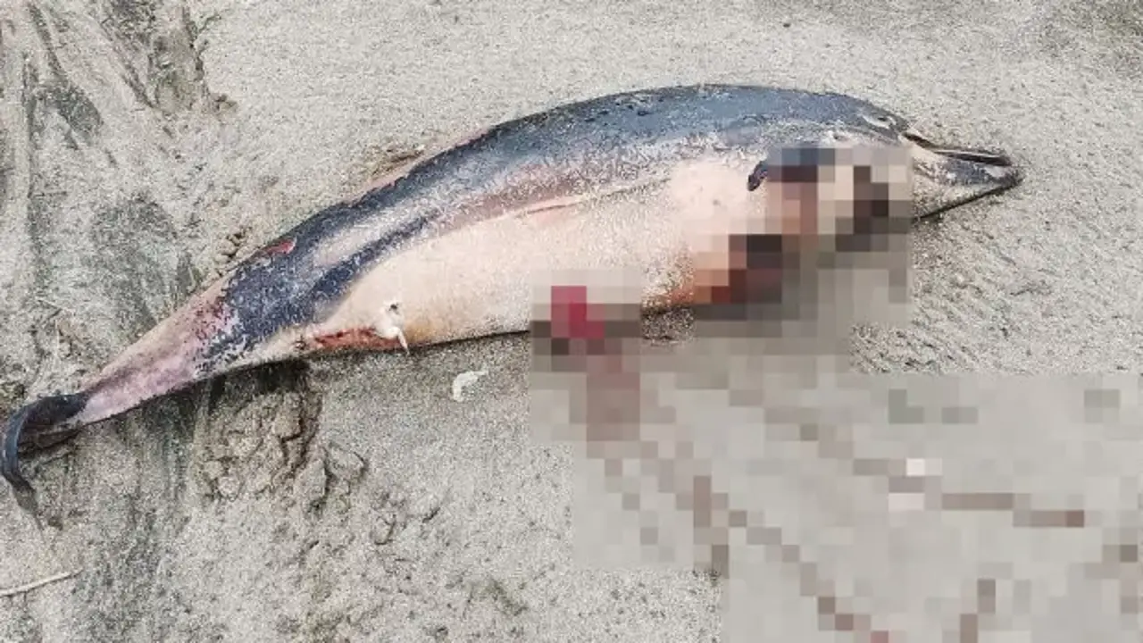 Trabzon sahilinde 3 ölü yunus bulundu
