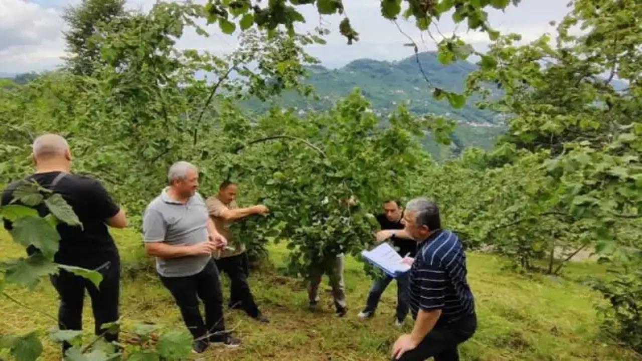 Trabzon’da fındıkta rekolte tespiti çalışmaları başladı