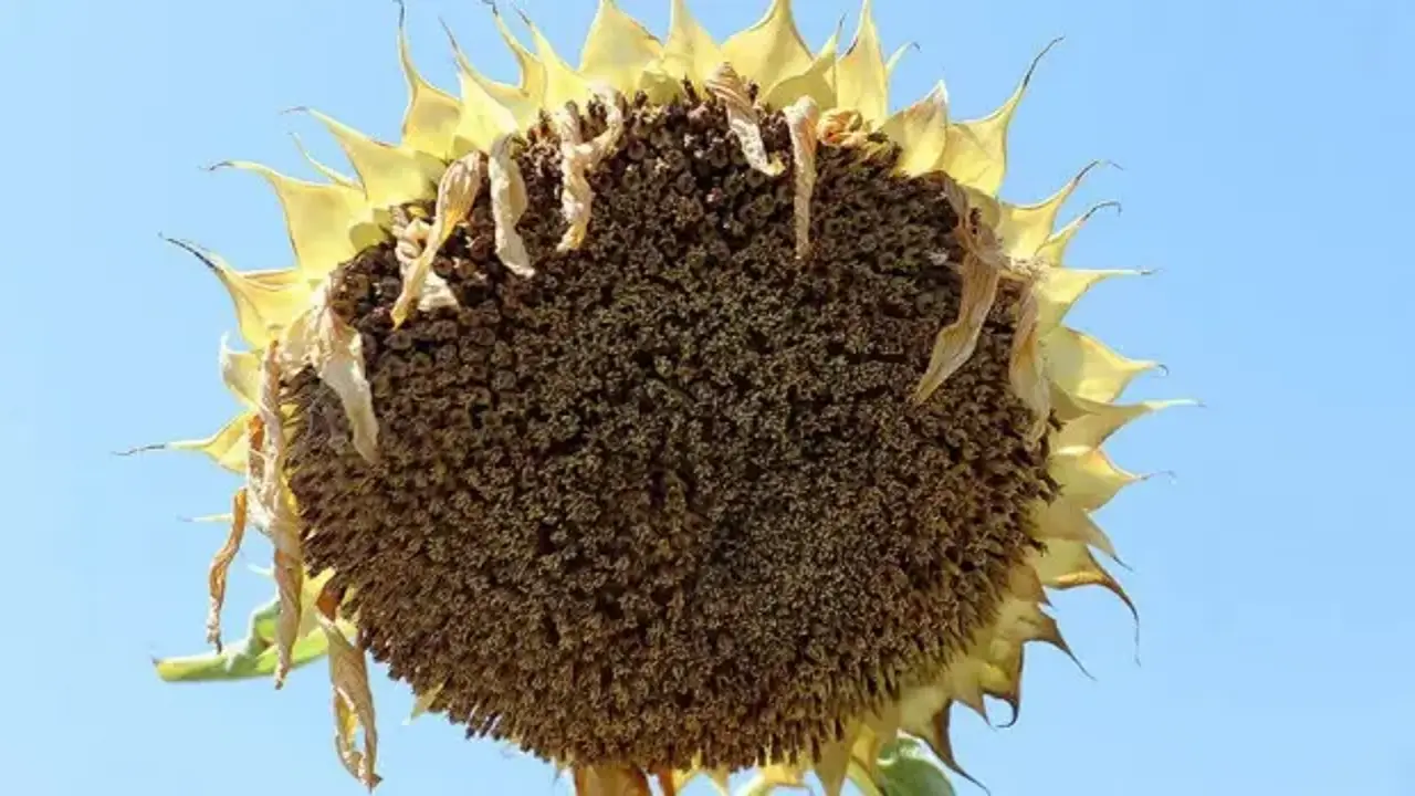 Trakya'da ayçiçeğinde gözler hasat dönemine çevrildi