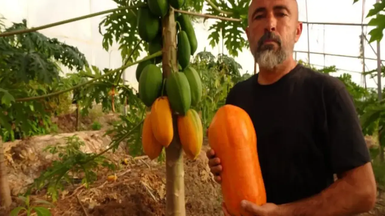 Tropikal meyvede hasat heyecanı! Kilosu 90 TL'ye kadar çıkıyor