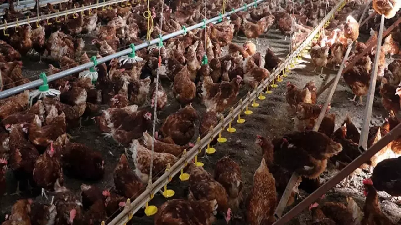 TÜİK açıkladı: Kümes hayvancılığında üretim rekora koşuyor!
