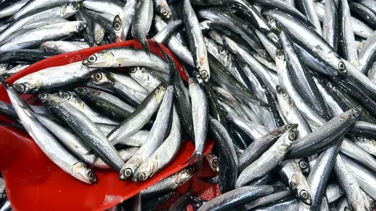 Türk hamsisi Avrupa'nın sofralarını fethetti: İhracatta yüzde 70'lik büyük sıçrama