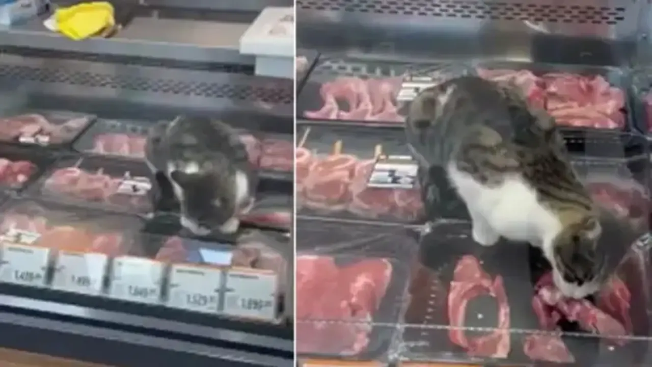 Ünlü markette tepki çeken görüntü! Sokak kedisi kasap reyonundaki etleri yedi