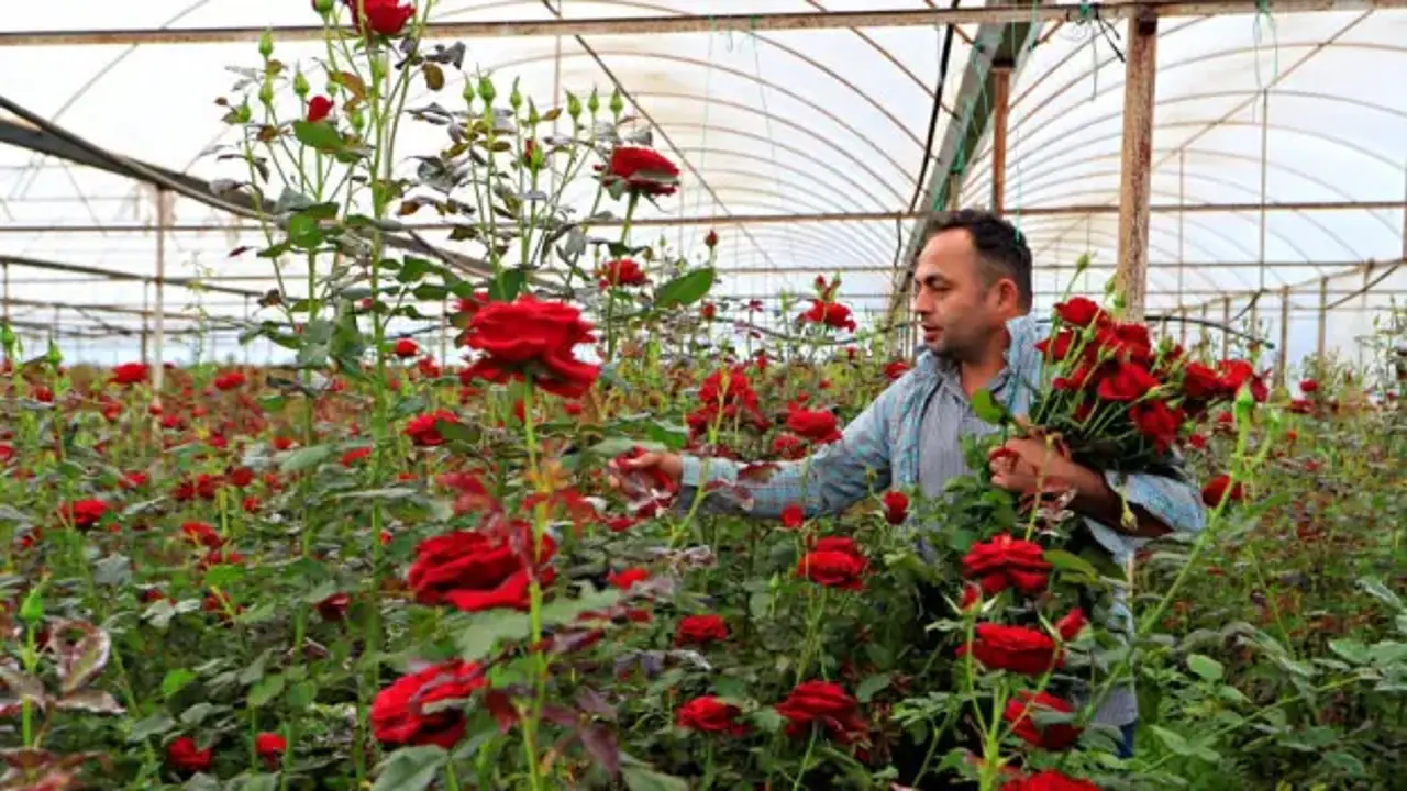 Üreticiden 20 TL'ye çıkıyor: Çiçekçide 200 lira