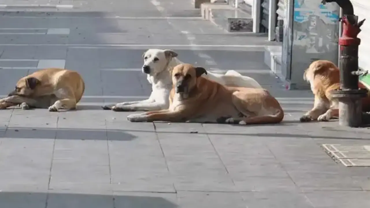Vali duyurdu! 52 bin sahipsiz köpek toplatıldı