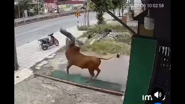 Vietnam'da kontrolden çıkan inek sahibine böyle saldırdı