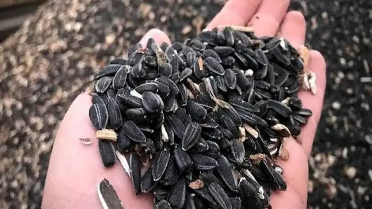 Yağlık ayçiçeğinde ön alım fiyatı açıklandı!