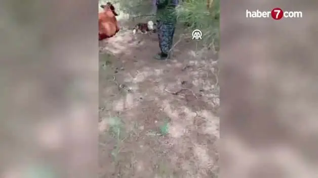 Yaylada doğan buzağıyı kilometrelerce sırtında taşıdı! Bir an bile peşinden ayrılmadı