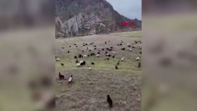 Yeni nesil çoban: Sürüsünü dronla 30 saniyede topladı