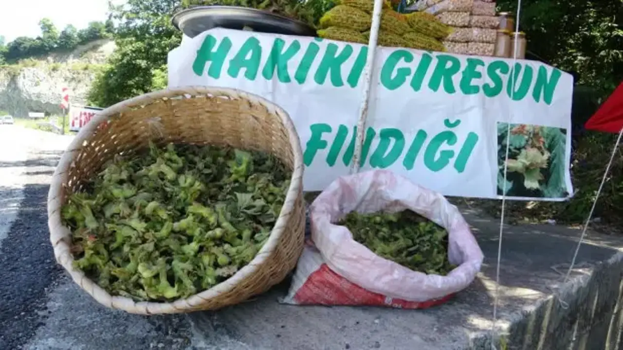 Yeni sezonun ilk fındığı! Kilosu 200 TL